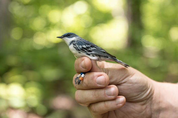 UK researcher helps AI learn a bird’s individual song