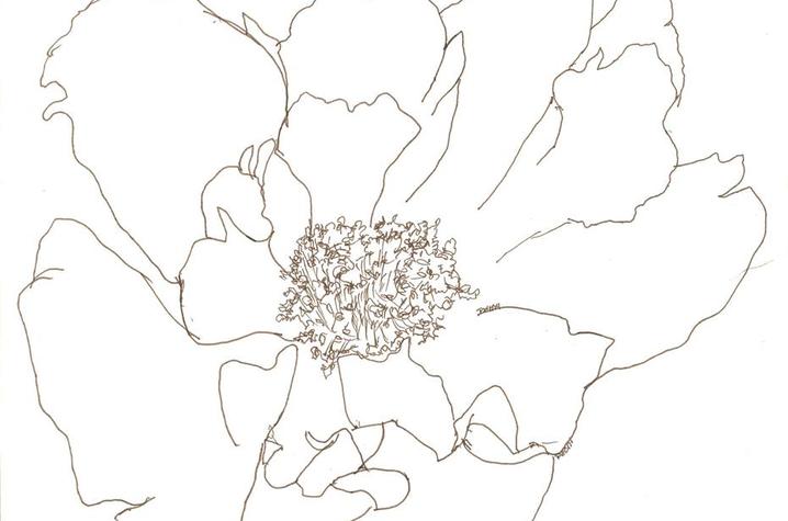 photo of floral drawing