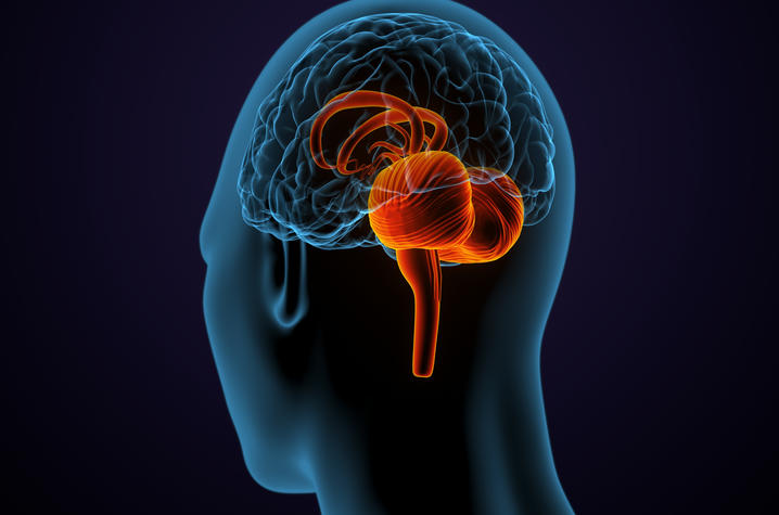 The cerebellum (highlighted above) is a brain region traditionally associated with movement and balance. This research team is among the first to show it plays a role in regulating thirst. PALMIHELP, iStock / Getty Images Plus