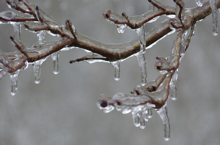 stock photo of ice on branch