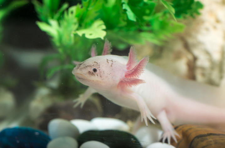 The UK study, which focuses on axolotl salamanders, gives insight into the evolution of limb development. Argument, iStock/Getty Images Plus. 