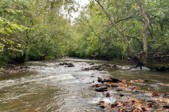 A creek running over rocks surrounded by trees