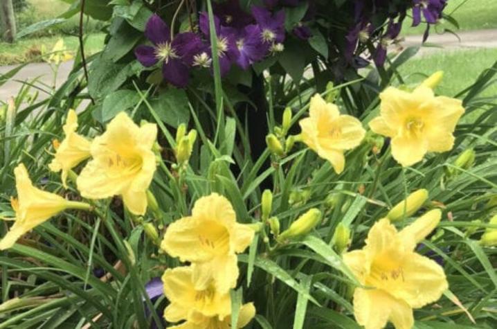Daylilies in arboretum 