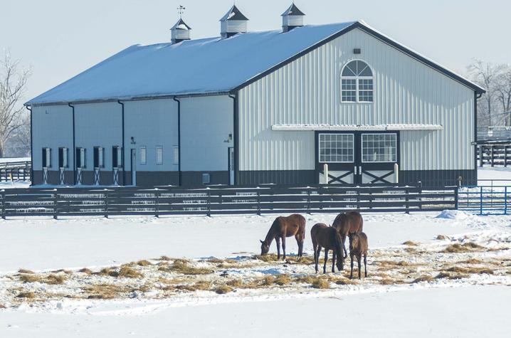 Four brown horses grazing on hay while standing in front of a white barn. 