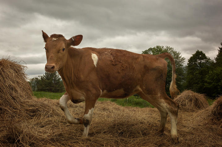 "Heifer" photo by James R Southard from "Why Buy the Cow"