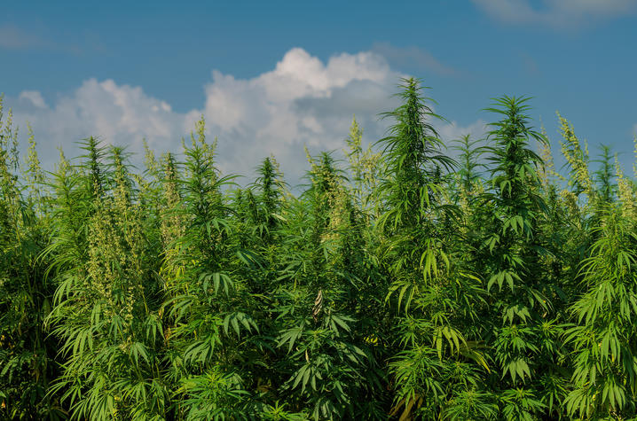 Hemp plot Field of mature hemp plants growing outdoors under a bright blue sky with large white clouds. Tall green stalks with narrow leaves and flowering tops fill the foreground and extend across the landscape.