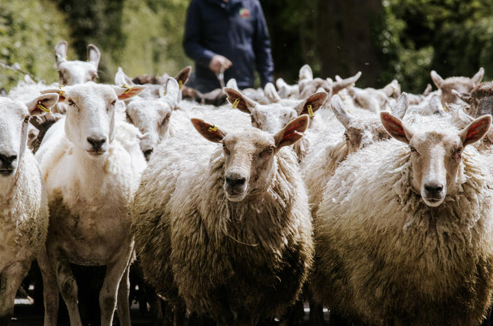 Sheep on a wooded path in Ireland. Flock of sheep standing closely together on a tree-lined path.