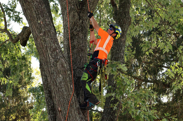 A worker in safety gear trimming a large tree.