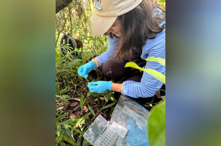 A person wearing a hat and blue gloves collects a small plant sample while kneeling in dense vegetation. A clear plastic bag and an open container with sample tubes rest on the ground beside them.