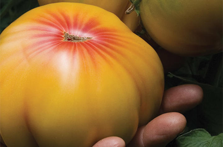 photo of cover of "Kentucky Heirloom Seeds: Growing, Eating, Saving"