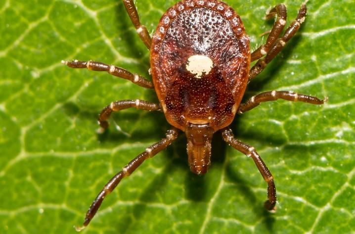 In the U.S., Alpha-Gal Syndrome is often triggered by bites from the lone star tick. Adobe Stock Photo. In the U.S., Alpha-Gal Syndrome is often triggered by bites from the lone star tick. Adobe Stock Photo.