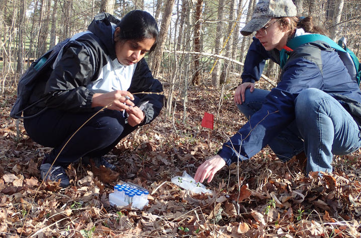 Collecting samples at Mammoth Cave Two people crouch on a leaf-covered forest floor collecting plant samples during field research. One person holds a small specimen bag while the other reaches toward a cluster of low-growing plants.