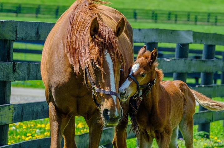 UK equine researchers secure more than $1.8 million USDA funding for horse health studies