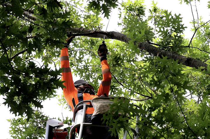 The arborists think of every tree cut they make and how it affects the tree canopy for the positive or the negative.