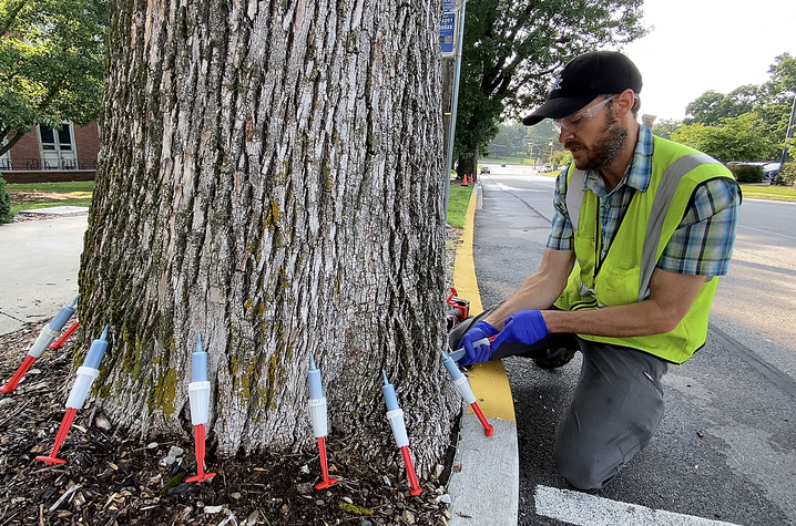 How UK cares for over 13,500 trees | UKNow