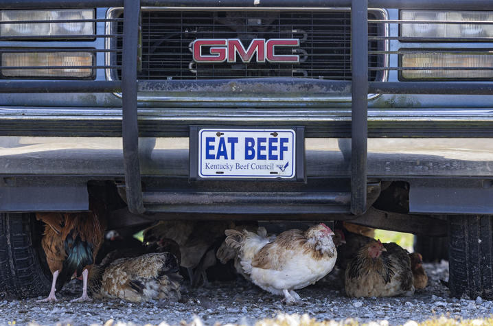Chickens sitting in the shade of a truck. 