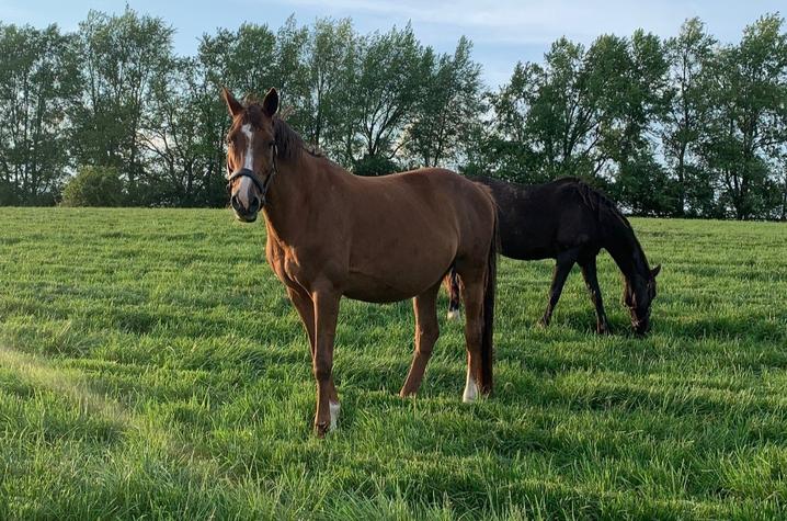 A brown horse stands in a sunlit grassy field, looking toward the camera, while a darker horse grazes nearby. A row of tall green trees lines the background beneath a clear sky.