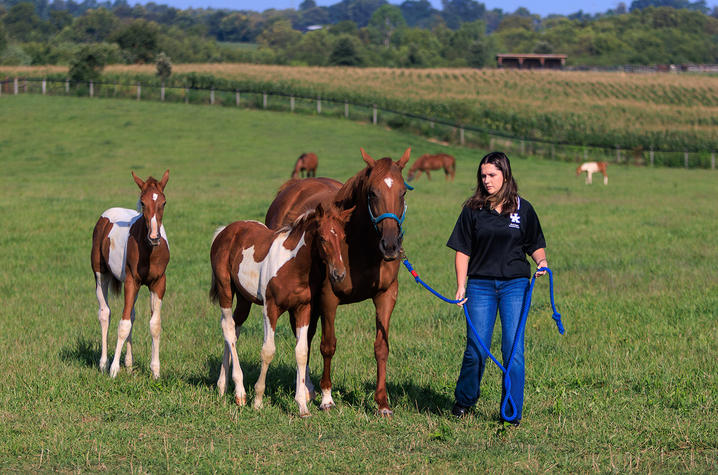 A person walks across a grassy pasture holding a blue lead rope attached to a brown horse, accompanied by two young horses following closely behind. In the background, additional horses graze in a fenced field bordered by trees and farmland.