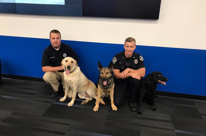 photo of pink and other K-9s