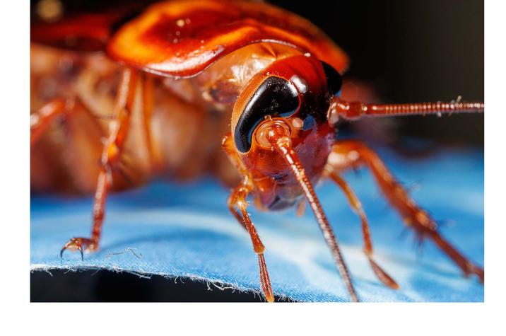 Extreme close-up of a reddish-brown cockroach showing detailed head features, including large dark eyes, long antennae, and segmented legs. The insect is positioned on a blue fabric surface.