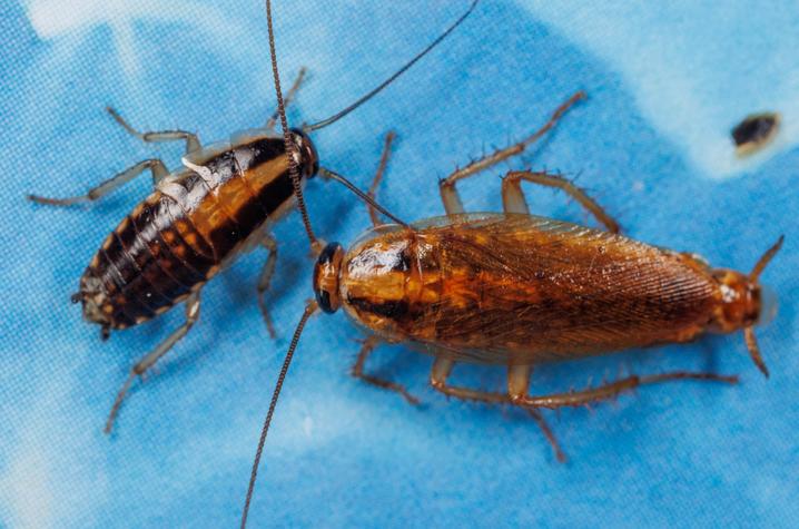 Cockroaches Cockroaches