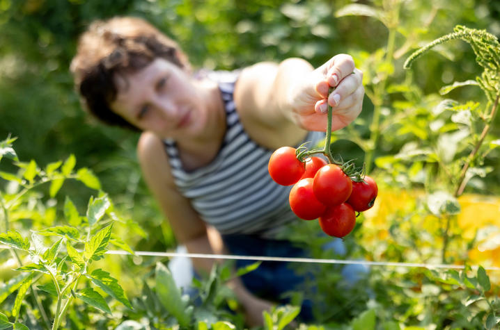 Caroline Potts A person in a striped sleeveless shirt kneels among rows of tomato plants and holds up a cluster of ripe red cherry tomatoes still attached to the vine. The tomatoes are in sharp focus in the foreground, while the surrounding green foliage
