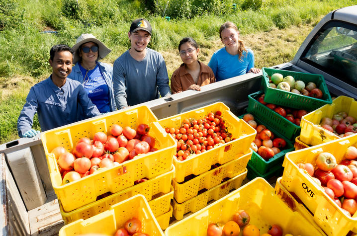 Sapkota with his students Five people stand beside the open bed of a pickup truck in a grassy field, posing behind stacks of yellow and green harvest crates filled with tomatoes. The crates contain a variety of tomato sizes and colors, including large red and pink tomatos