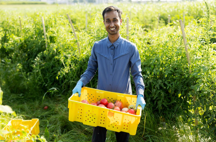 Manoj Sapkota A person stands in a tomato field holding a yellow harvest crate filled with large tomatoes of varying colors, including red, pink, and pale yellow. The person is wearing blue gloves and standing between rows of tall tomato plants