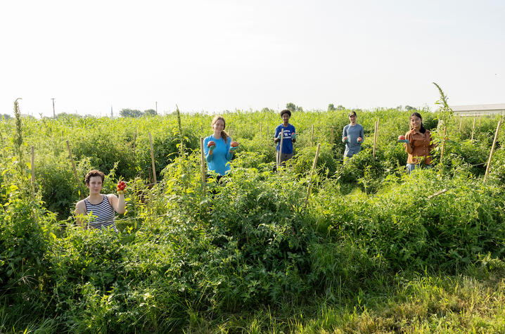 Tomato students Five people are spaced across rows of a tomato field, each holding freshly harvested tomatoes while standing among tall, leafy plants supported by wooden stakes. One person in the foreground kneels and holds a cluster of cherry tomatoes, while four others