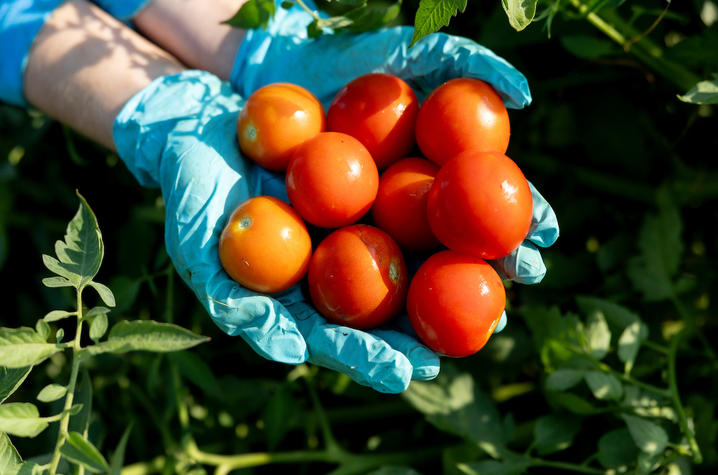Tomato varieties Close-up of two blue-gloved hands holding a collection of freshly harvested tomatoes in shades of red and orange. The tomatoes vary slightly in size and ripeness, with smooth, glossy skins reflecting sunlight. Green tomato foliage surrounds the hands