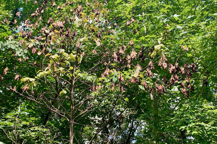 photo of Sassafras tree Sassafras tree growing in a forest