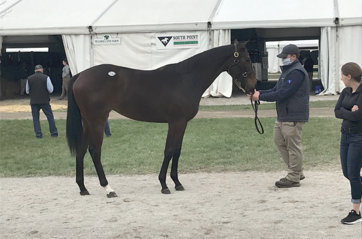 Student Daniel Deatrick at the October 2020 Fasig-Tipton Kentucky Fall Yearling Sale