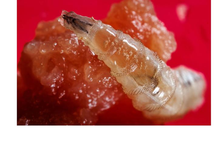 C. Macellaria, also known as the secondary screwworm secondary screwworm posed stretched out with a red background