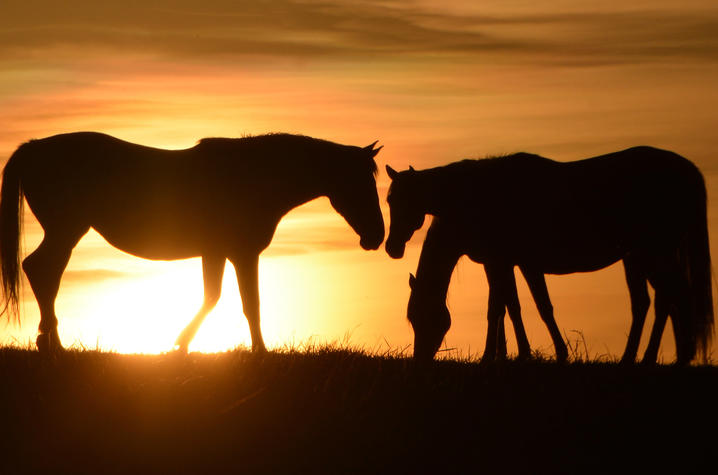 Three horses appear in silhouette on a grassy ridge at sunset. A large horse stands on the left facing two horses on the right, one with its head lowered toward the ground. The setting sun glows behind the horses, casting a warm golden-orange light.