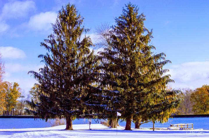 photo of two trees in snow