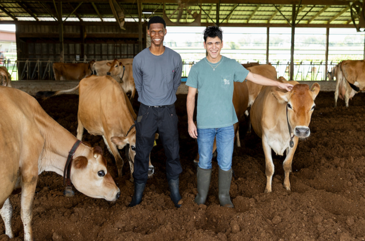 Ashton Croudep and Daniel Carneiro Two people wearing rubber boots stand among several light-brown dairy cows inside a covered barn. One person rests a hand on a cow beside them, while other cows stand or lower their heads in the dirt-covered enclosure.