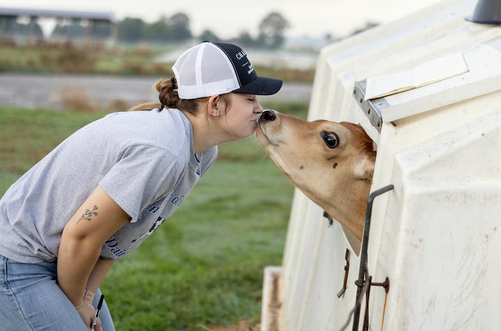 Student kissing calf Student kissing calf