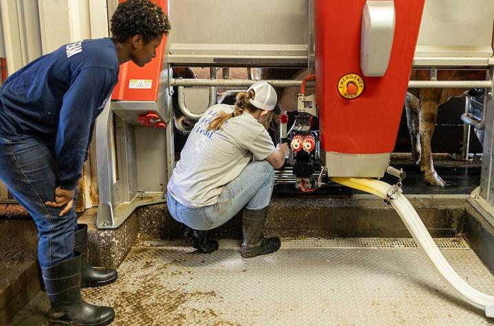 Students operating the milking machine Students operating the milking machine