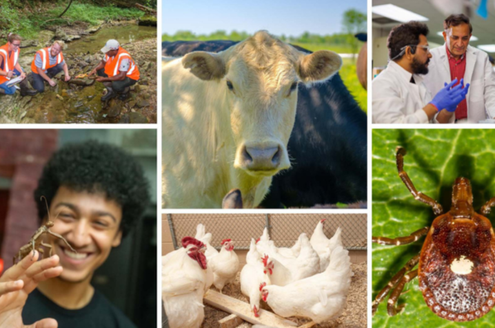 One Health Ag Collage One Health Ag Collage