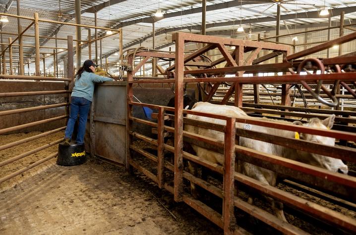 Photo of student herding cattle Person uses a blue UK flag to move a cow through a cattle grid.