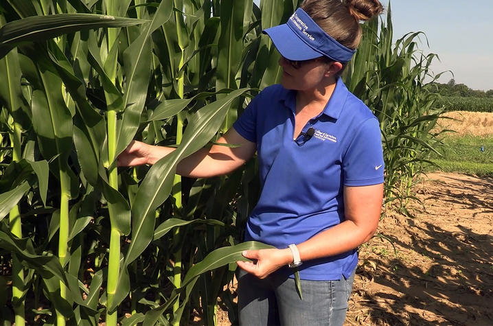 Plant pathology specialist Kiersten Wise Plant pathology specialist Kiersten Wise looking for the presence of gray leaf spot on corn