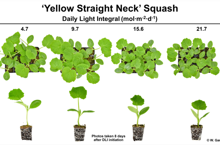An example of the type of photos taken during the study to compare squash grown under different DLIs. Photo provided by Garrett Owen.