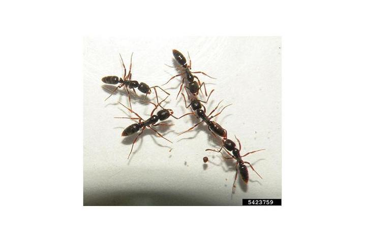 Asian needle ants