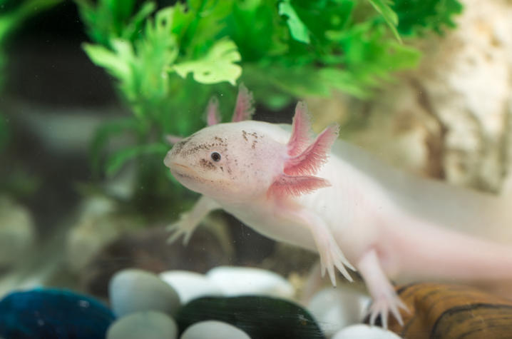 photo of axolotl