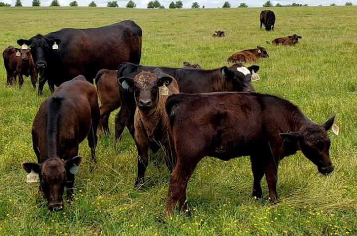 Cattle in field