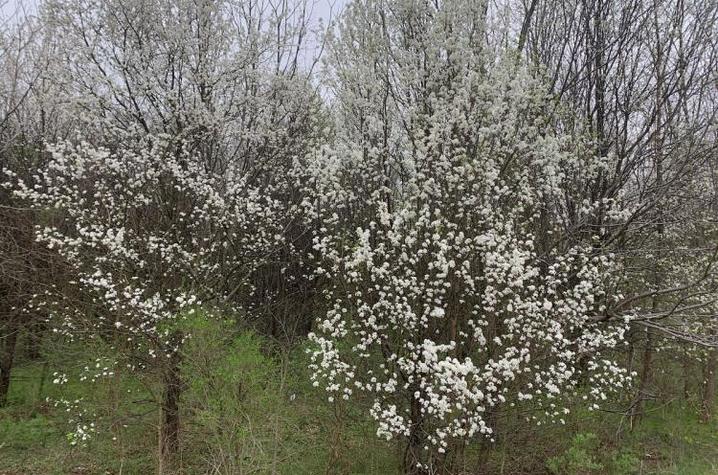 Once a popular ornamental tree, Bradford pears are now considered invasive. Photo by Ellen Crocker, UK Department of Forestry and Natural Resources.