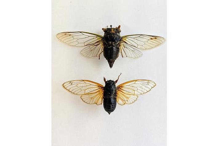 Preserved specimens show the difference between the annual cicadas (top) and the periodical cicadas. 