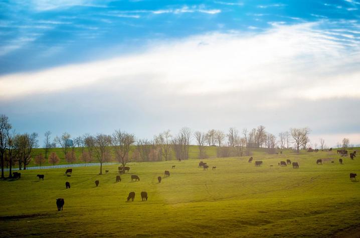 Cows in pasture