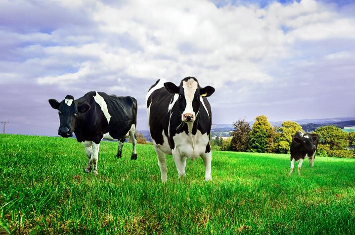 photo of dairy cows in field