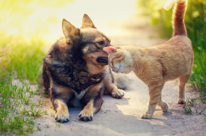 photo of dog and cat playing outside